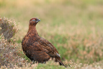 Red Grouse male or cockbird in Winter, facing right in natural moorland habitat.  Scientific name: Lagopus lagopus. Close-up.  Blurred background.  Horizontal.  Space for copy.
