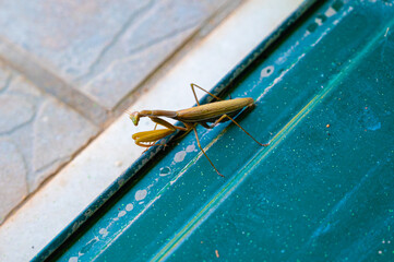 Close up of brown praying mantis or mantis religiosa
