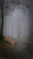 Düsterer unheimlicher Wald im Taunus mit Fichten und dichtem Nebel auf einem Wanderweg