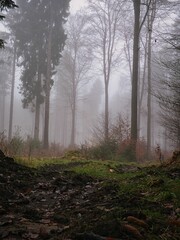 November im Taunus mit Waldweg, spätherbstlich buntem Unterholz und dichtem Nebel zwischen Fichten