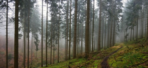 Panorama eines Fichtenwalds im Taunus, der vom Waldsterben noch unberührt ist und wunderbar düster und nebelig daherkommt