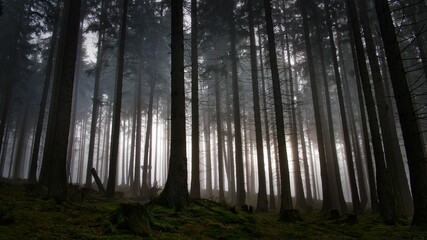 Ein noch erhaltener dunkler Fichtenwald im Taunus leuchtet durch dichten Nebel nahezu magisch 
