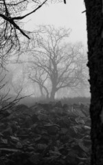 Monochrome Schwarzweiss-Sicht auf kahle, unheimliche Bäume auf der keltischen Weißen Mauer im Taunus in Hessen in dichtem Nebel