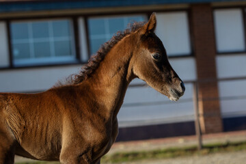 Obraz premium Young pretty arabian horse foal on dark background, portrait closeup