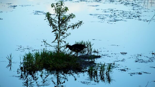 Common gallinule, waterfowl perched on a tiny island of grass and small bush, looking for food and making bird call. 316