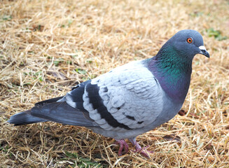 ハト　鳥　土鳩
