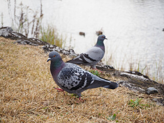 ハト　鳥　土鳩