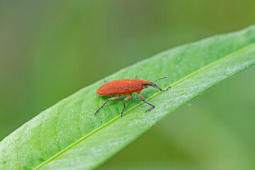 A weevil perched on a green leaf