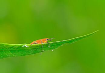 A weevil perched on a green leaf