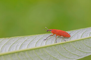 A weevil perched on a green leaf