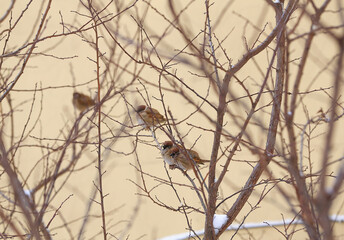 The sparrows rested on the branches
