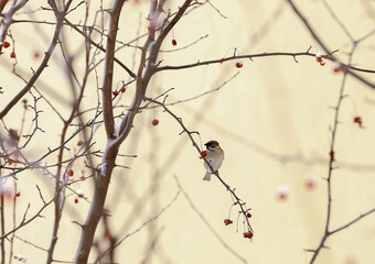 The sparrows rested on the branches