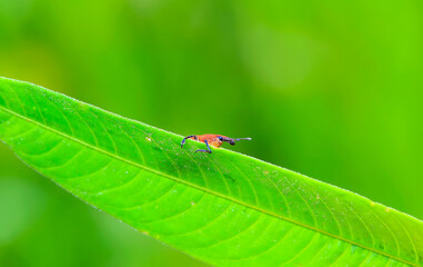 A weevil perched on a green leaf