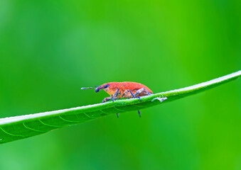 A weevil perched on a green leaf