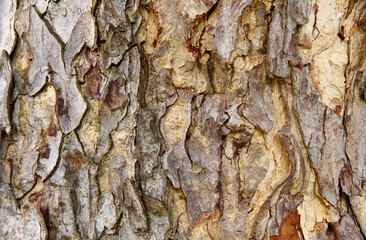 Bark pattern is seamless texture from tree. For background wood