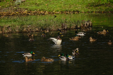 マガモたちの水浴び