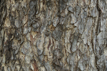 Bark pattern is seamless texture