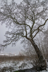 trees in the snow (Brandenburg, Germany)