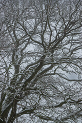 trees in winter (Brandenburg, Germany)