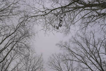 trees and sky (Brandenburg, Germany)