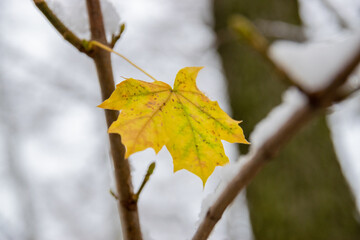 autumn leave during winter 