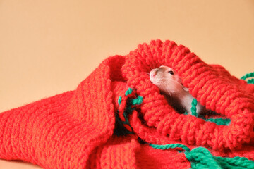 cute rat in red knitted hat and scrf on beige background