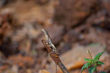 Fan throated lizard (Sitana ponticeriana ) with nature background macro closeup 