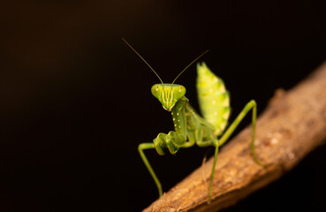 Praying mantis black background high quality photos closeup macro
