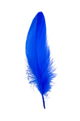 Blue elegant feather soft isolated on the white background