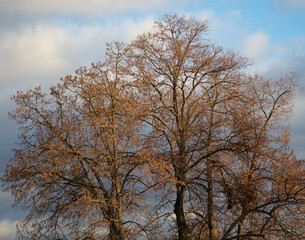 Bare branches of a tree
