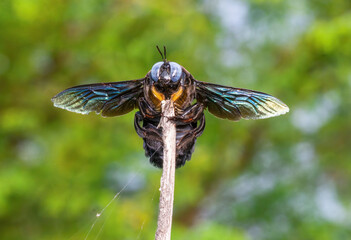 A Black Carpenter bee (genus xylocopa) close up macro shot various background