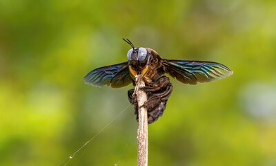 A Black Carpenter bee (genus xylocopa) close up macro shot various background