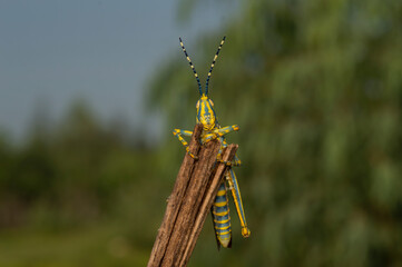 Dactylotum bicolor rainbow grasshopper, painted grasshopper with natural background closeup macro