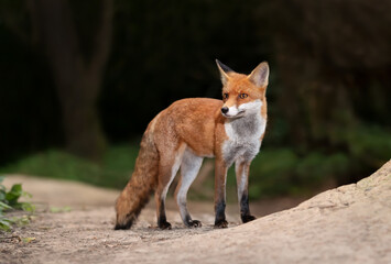 Naklejka na ściany i meble Close up of a Red fox standing on a sandy path