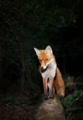 Red fox on a tree log against dark background in the forest