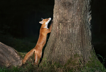 Close up of a Red fox cub looking up a tree in the forest