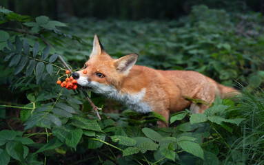 Close up of a Red fox cub smelling sorbus berries in late summer