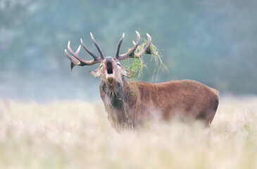 Naklejka na ściany i meble Portrait of a red deer stag calling during rutting season on misty autumn morning