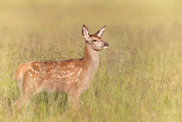 Naklejka na ściany i meble Red deer calf standing in a meadow in summer