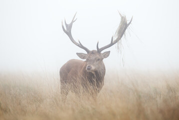 Red deer stag on a misty autumn morning