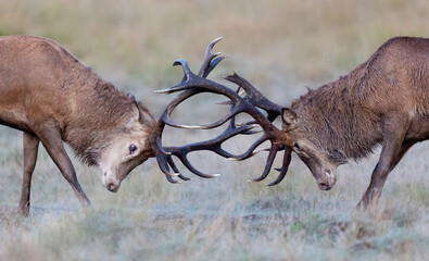 Red deer stags fighting during rutting season in autumn