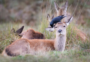 Red deer hind with a jackdaw sitting on its head and eating ticks and insects