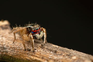 macro closeup Jumping Spider with black background. This spider is known to eat small insects like grasshoppers, flies, bees as well as other small spiders.