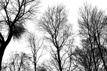 Bare tree branches isolated on a white