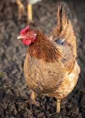 Portrait of a chicken on the farm.
