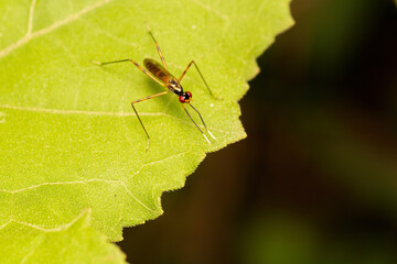 Long-legged flies insects edge on the leaf macro closeup