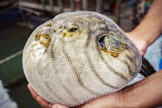 inflated puffer fish as known as blow fish or balloon fish