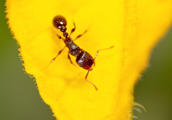 Closeup of an ant on a yellow flower on nature.