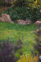 cute brown bunny rabbit in private backyard eating grass from lawn