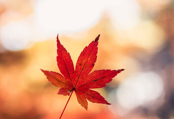 Single red maple leaf in front of bokeh lights